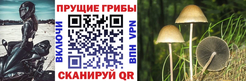 закладки  Хвалынск  Псилоцибиновые грибы MAGIC MUSHROOMS 